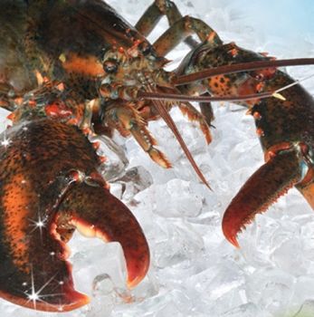 美国缅因州 野生大龙虾 454g
